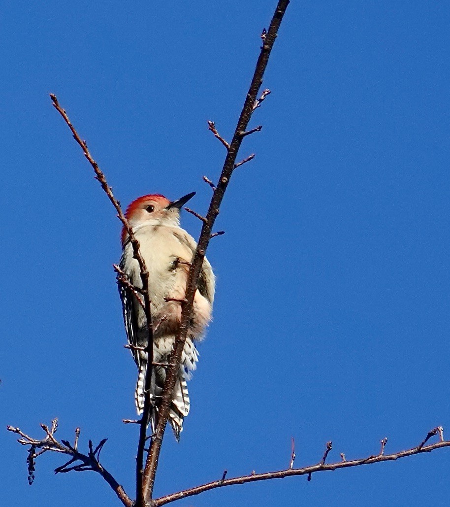 Red-bellied Woodpecker - ML646187047
