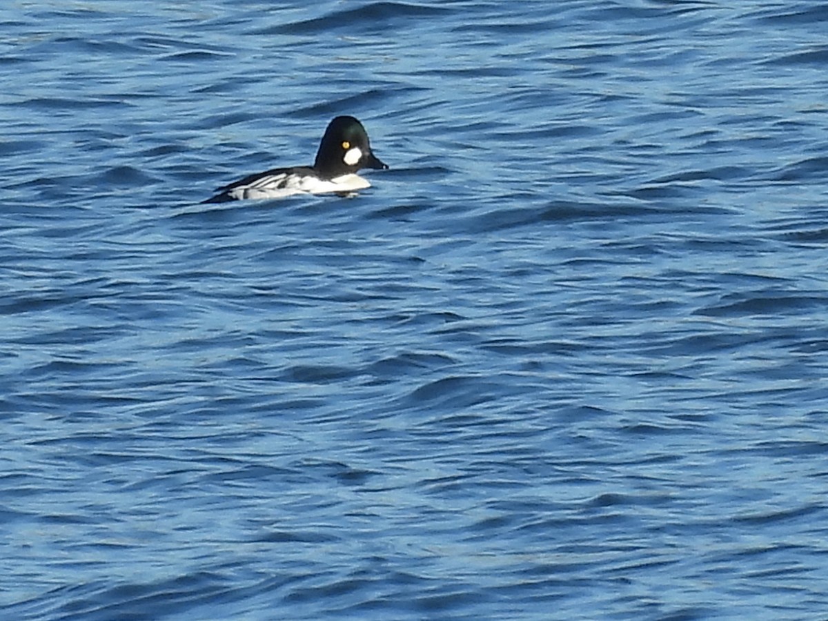 鵲鴨 - ML646187048