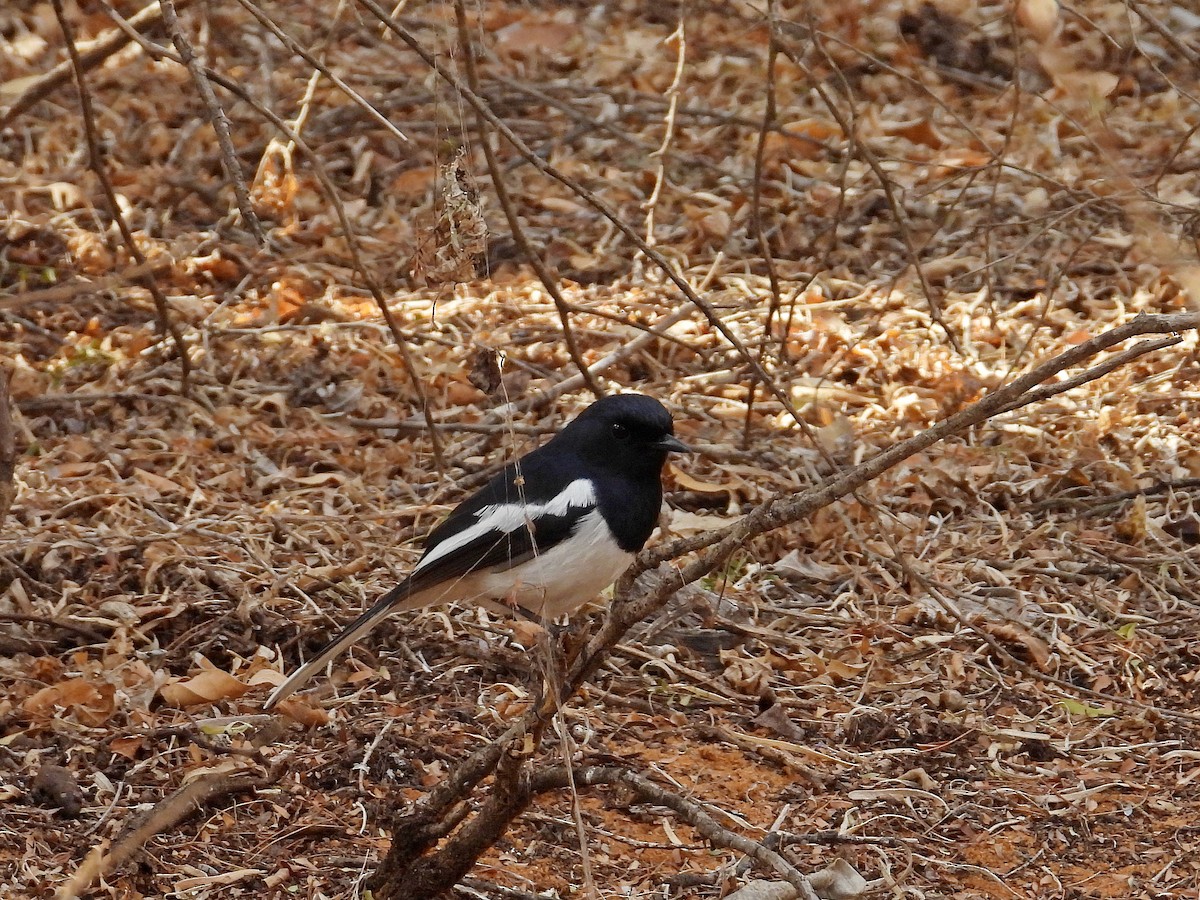 Madagascar Magpie-Robin - ML646187049