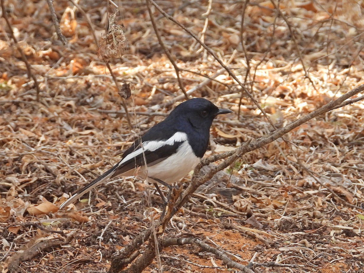 Madagascar Magpie-Robin - ML646187050