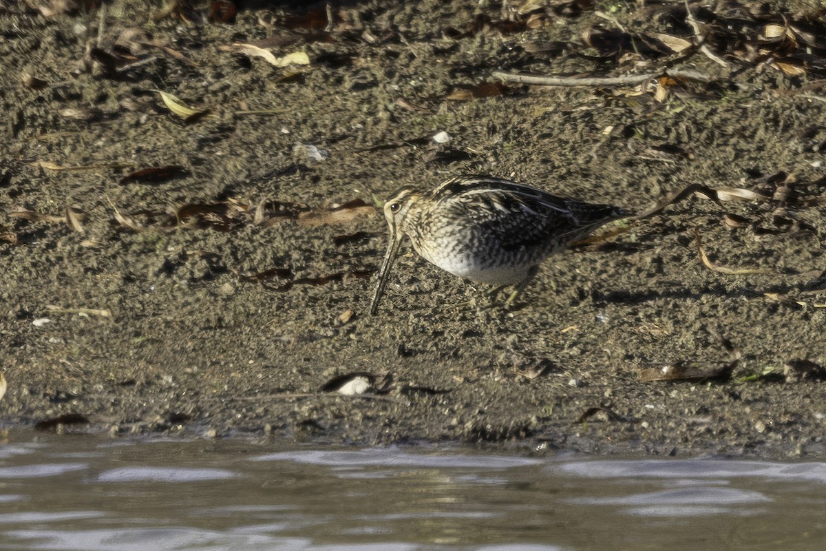Wilson's Snipe - ML646187051