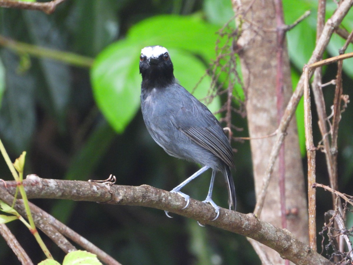White-browed Antbird - ML646187052