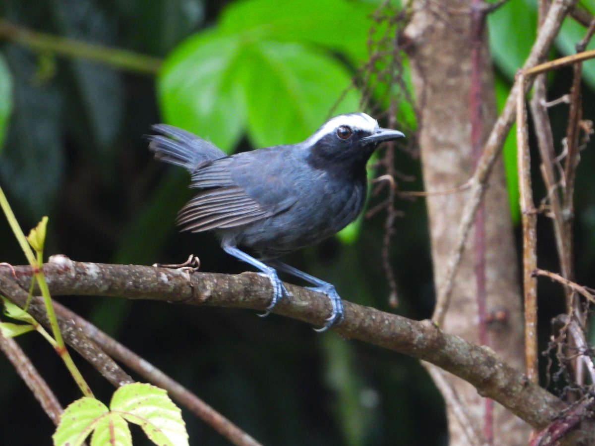White-browed Antbird - ML646187053