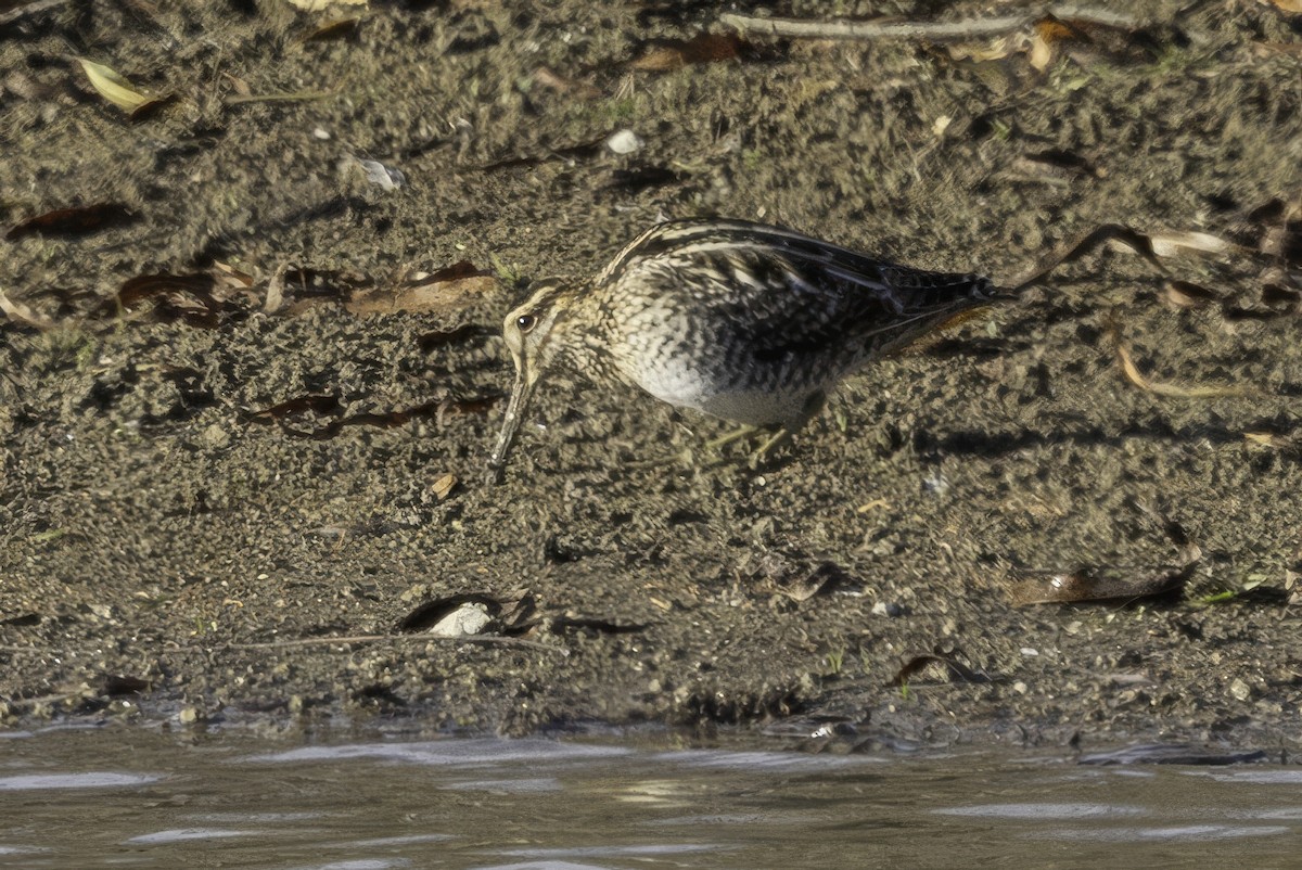 Wilson's Snipe - ML646187054