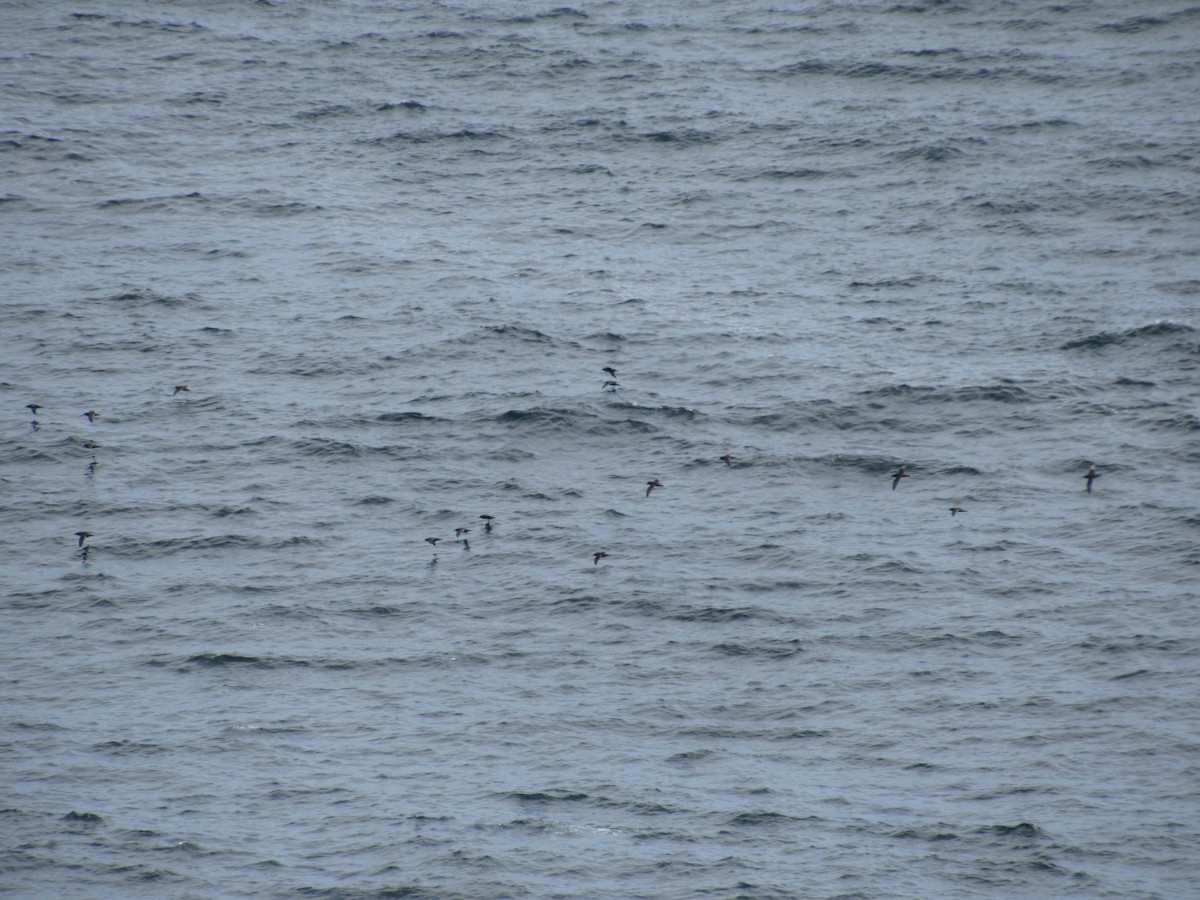 Sooty Shearwater - ML646187055
