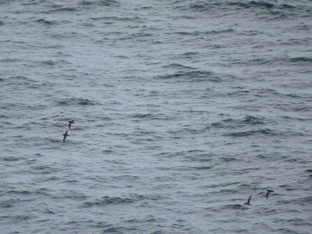 Sooty Shearwater - ML646187056