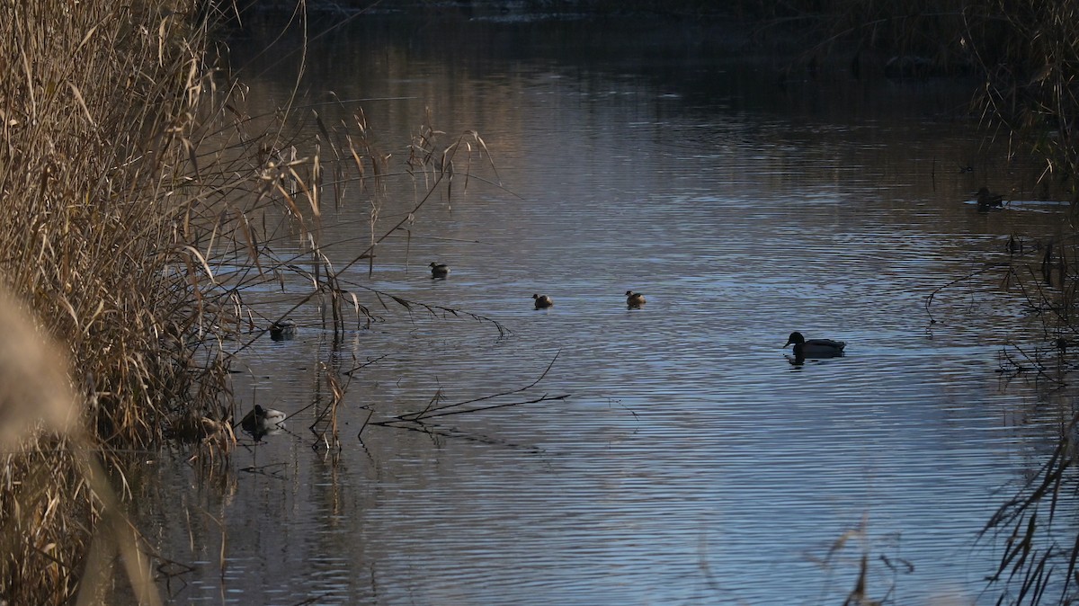 小鸊鷉 - ML646187057