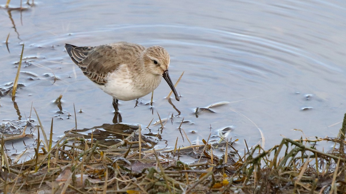 黑腹濱鷸 - ML646187058