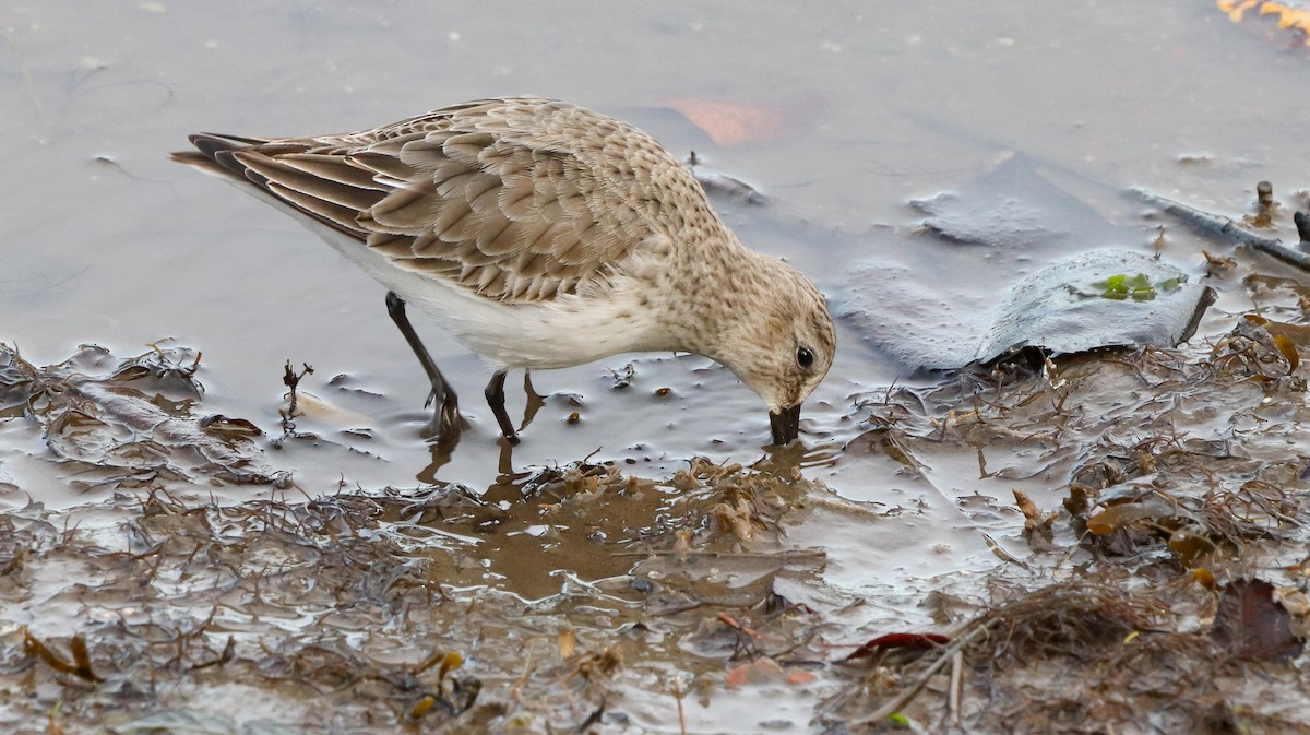 黑腹濱鷸 - ML646187059