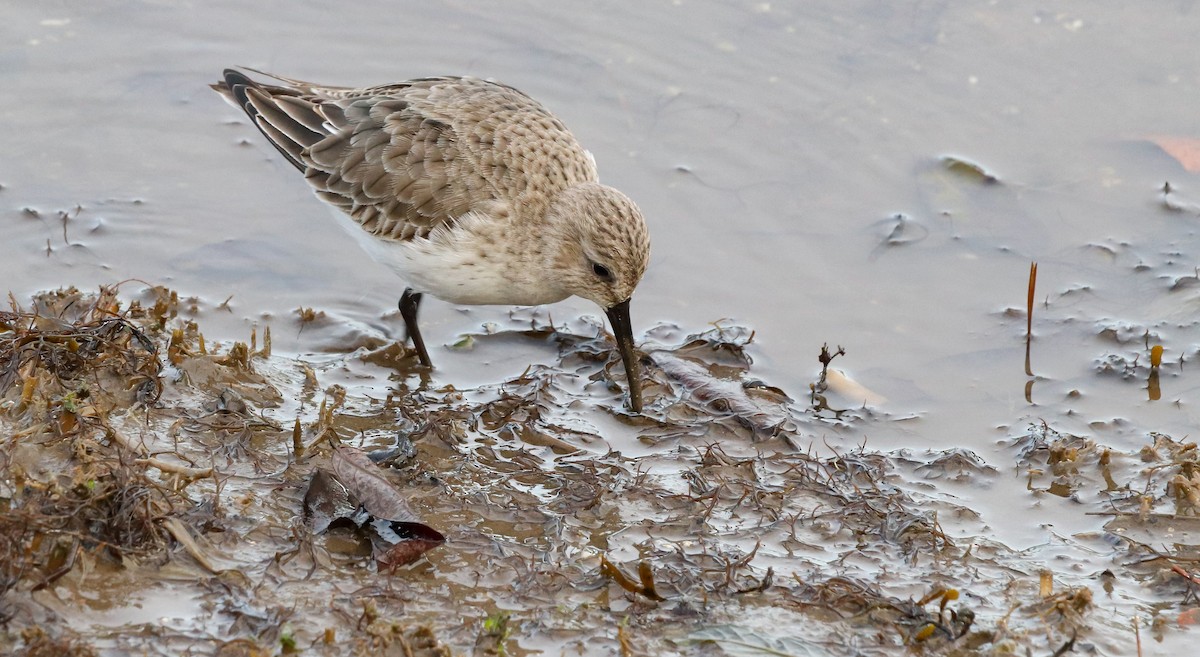 黑腹濱鷸 - ML646187060