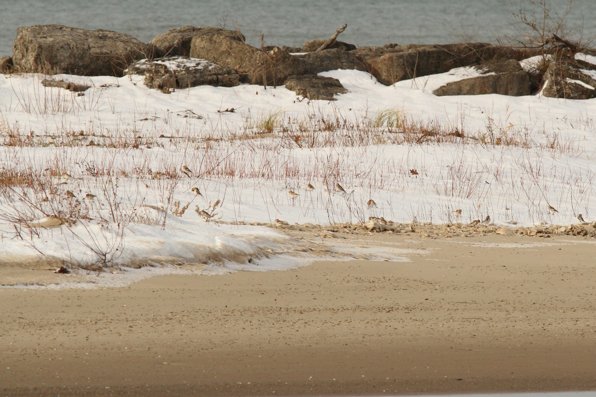 雪鵐 - ML646187061