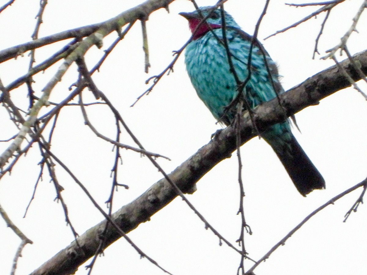Spangled Cotinga - ML646187062