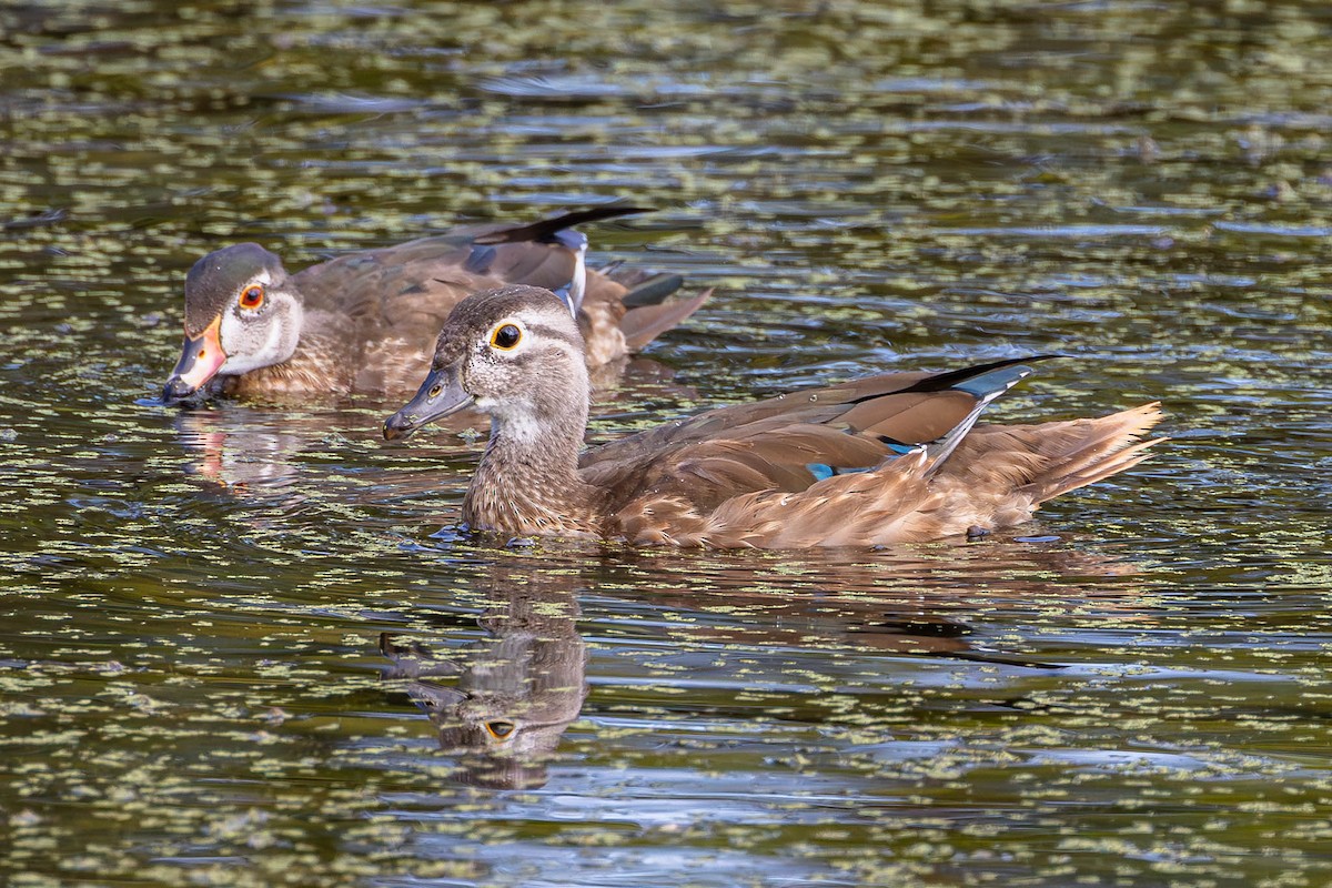 美洲鴛鴦 - ML646187063