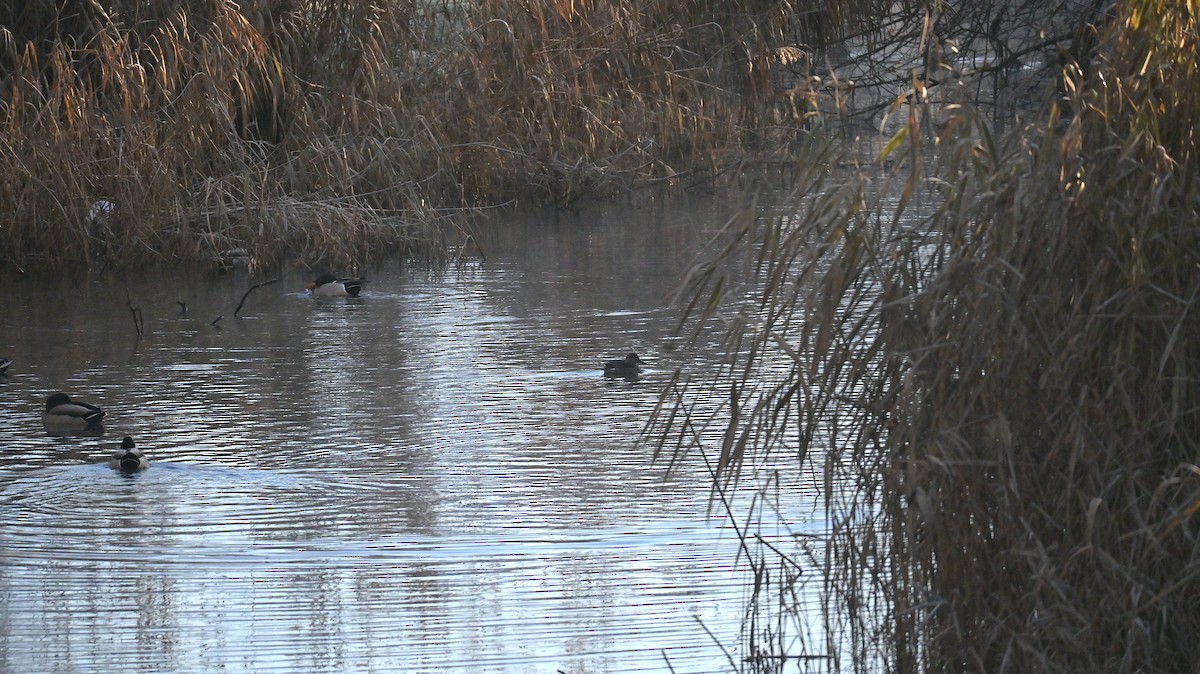 小水鴨 - ML646187065