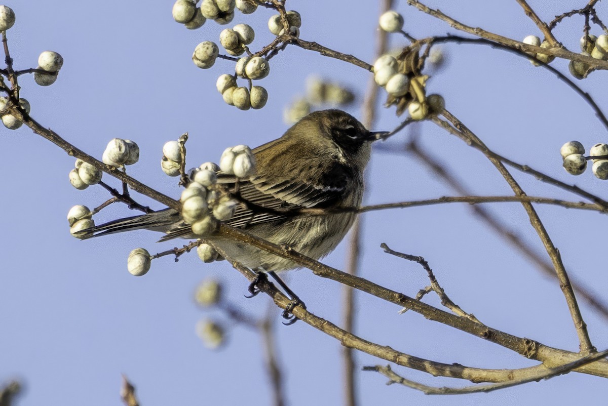 Yellow-rumped Warbler - ML646187066