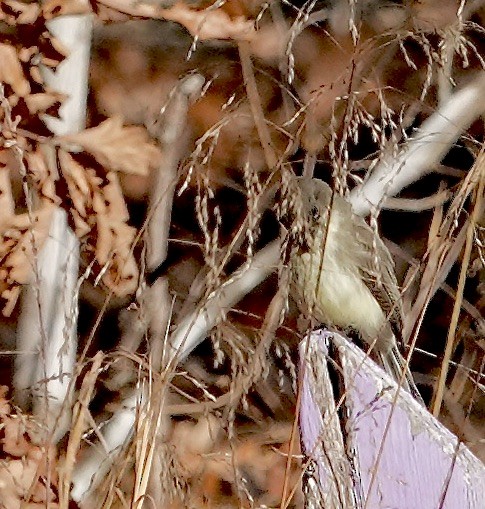 Eastern Phoebe - ML646187067