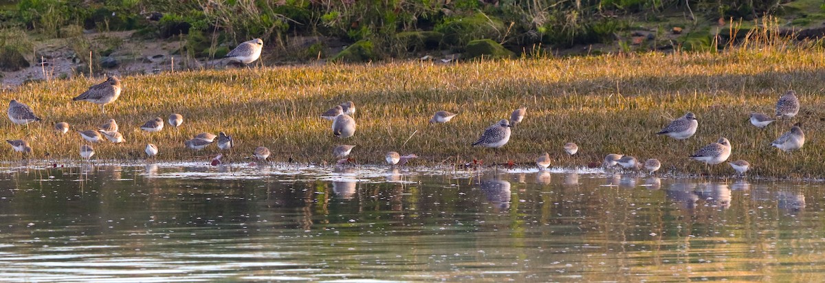 Хар элсэг - ML646187083