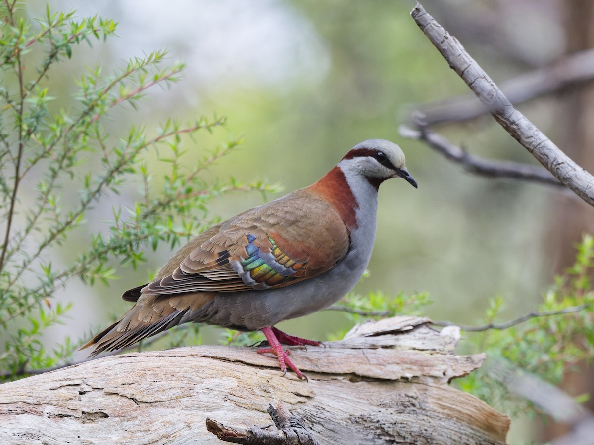 Brush Bronzewing - ML646187091