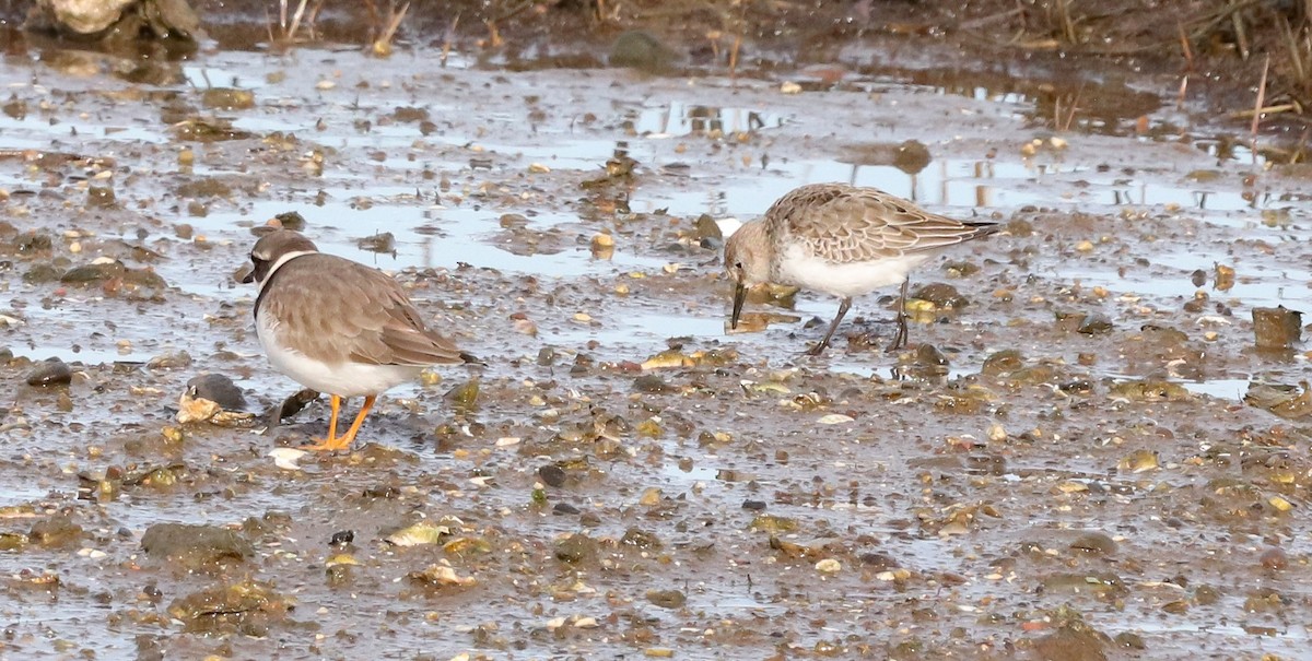 Dunlin (arctica) - ML646187094