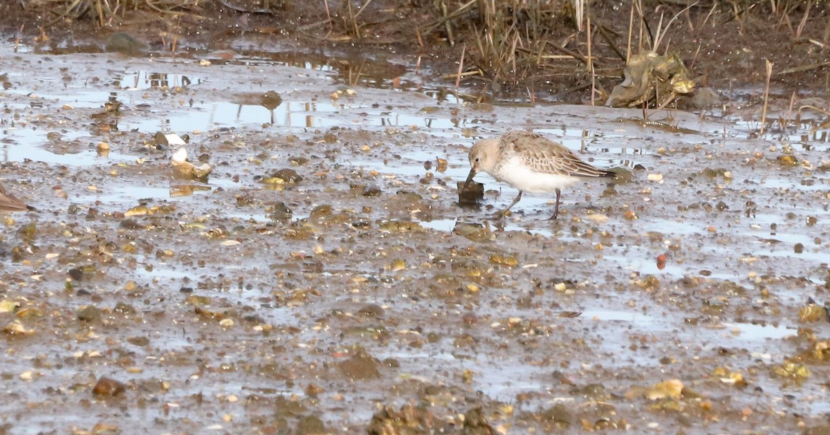 Dunlin (arctica) - ML646187095