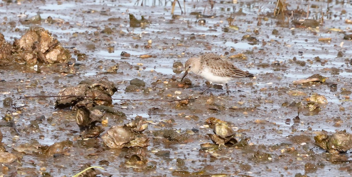 Dunlin (arctica) - ML646187096