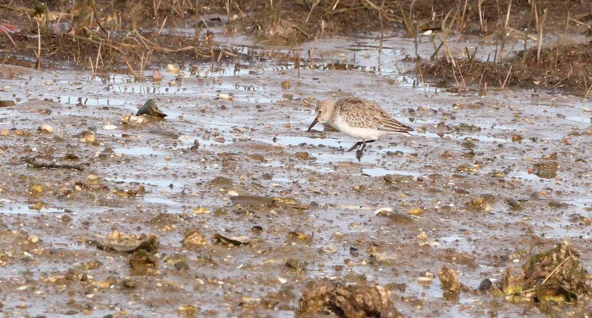 Dunlin (arctica) - ML646187097