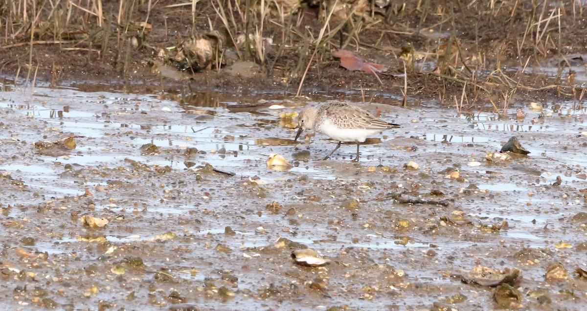 Dunlin (arctica) - ML646187098