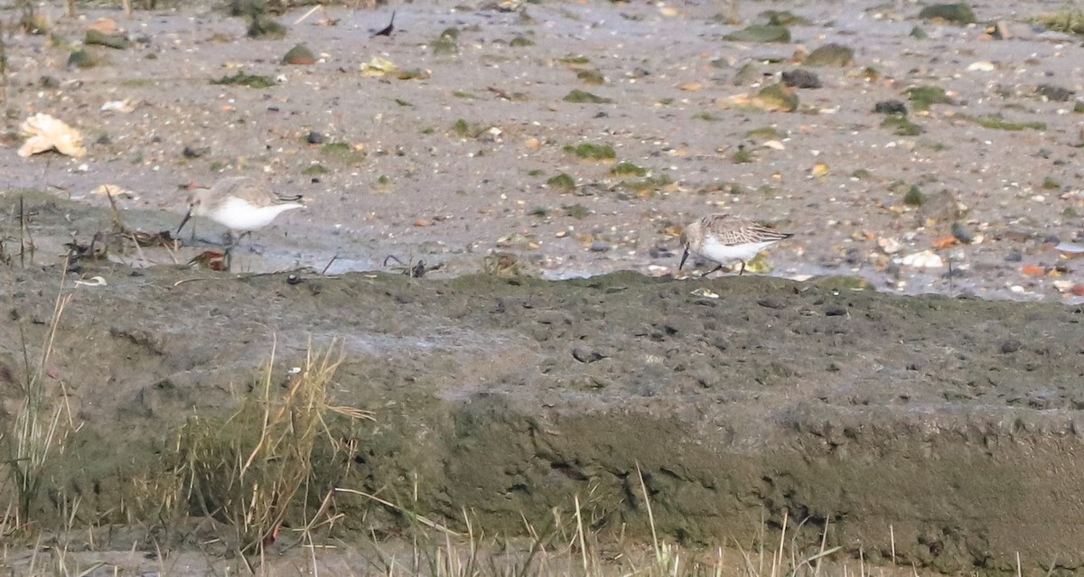 Dunlin (arctica) - ML646187104