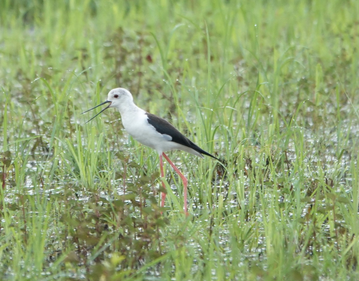 Zankaluze eurasiarra - ML646187105