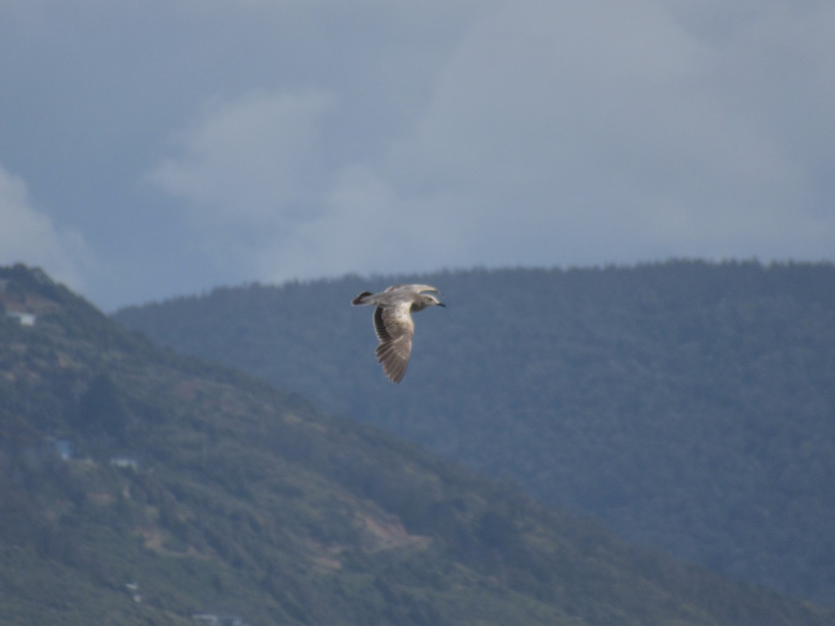 Kül Rengi Martı - ML646187106