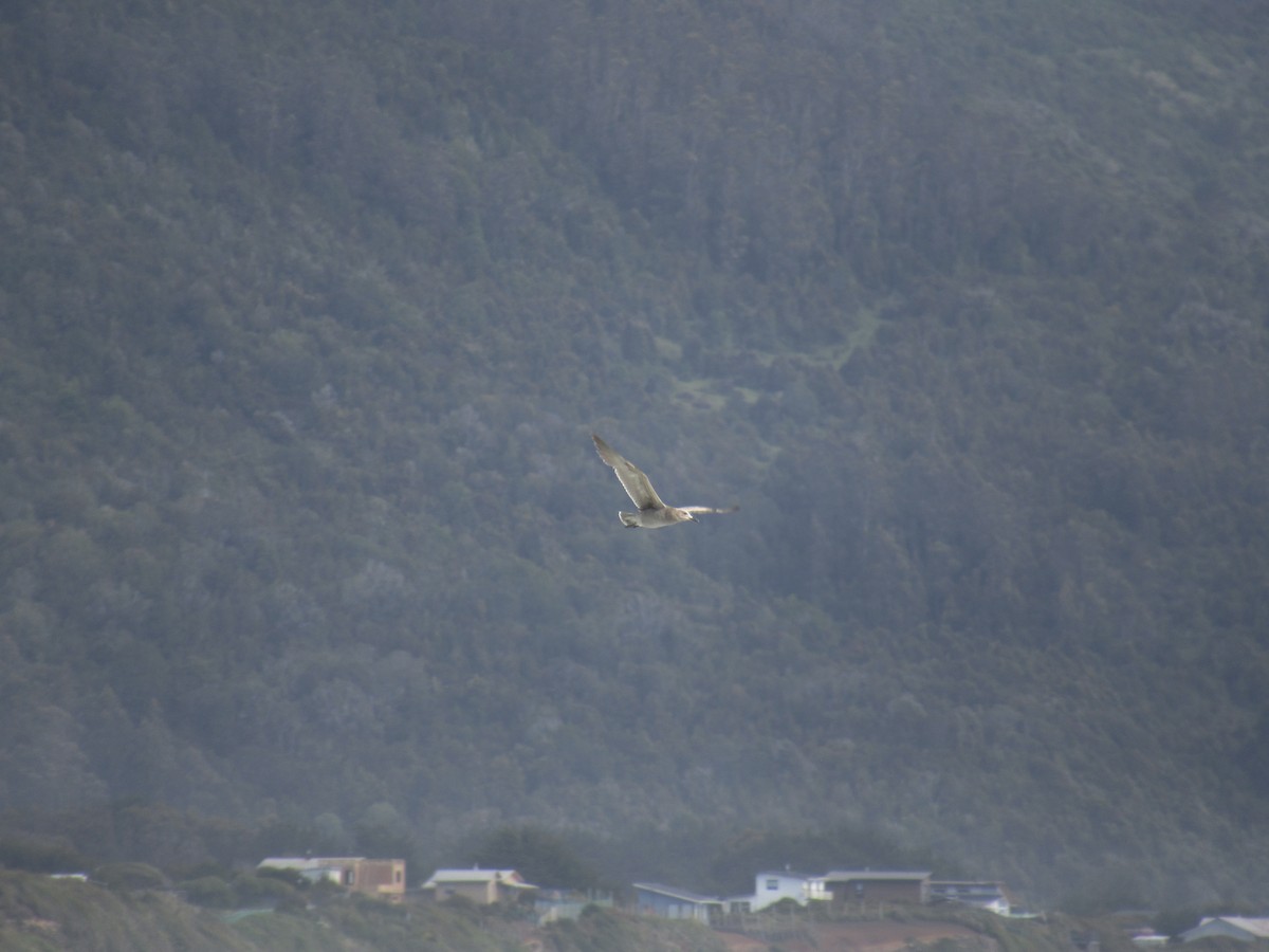 Kül Rengi Martı - ML646187107