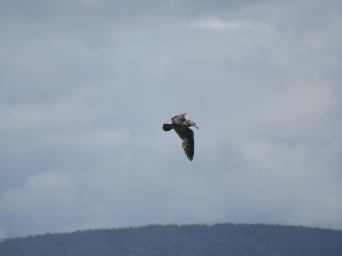 Kül Rengi Martı - ML646187108