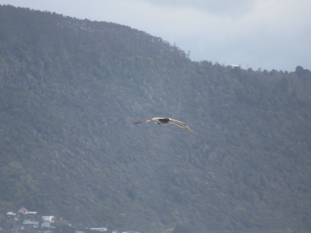 Kül Rengi Martı - ML646187109