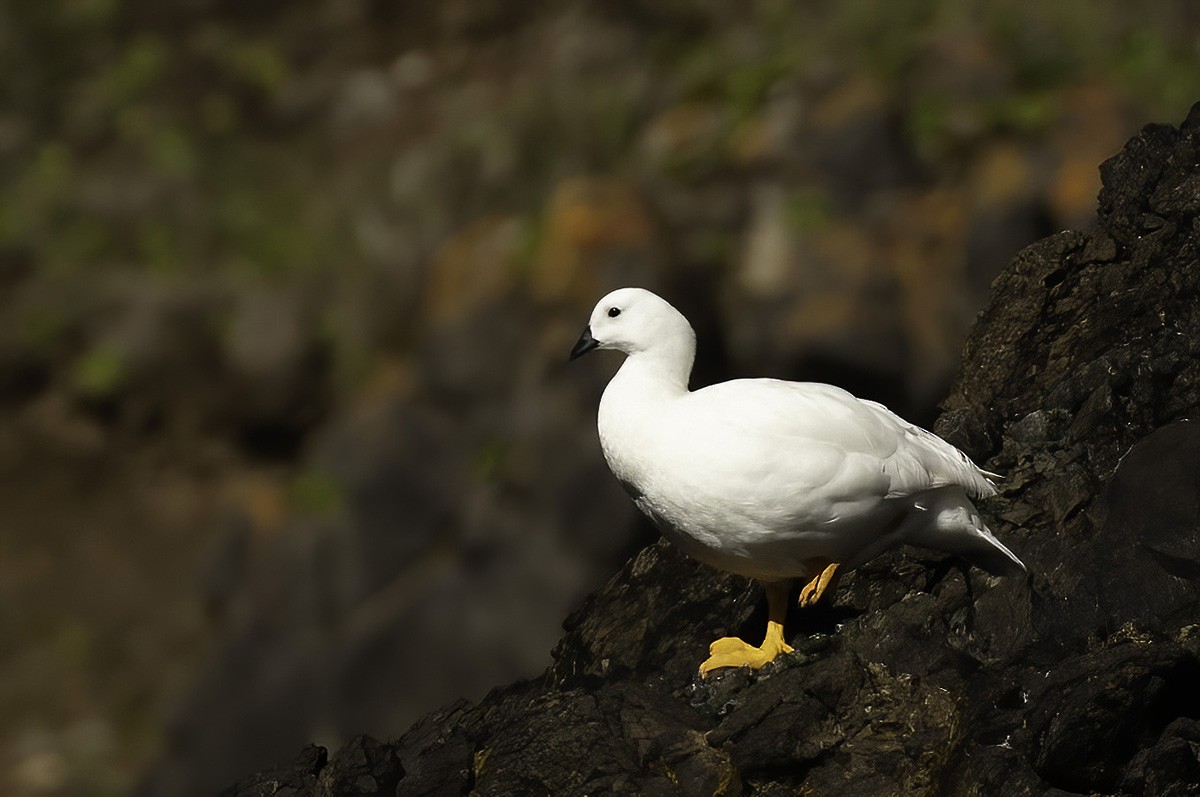 Kelp Goose - ML646187110