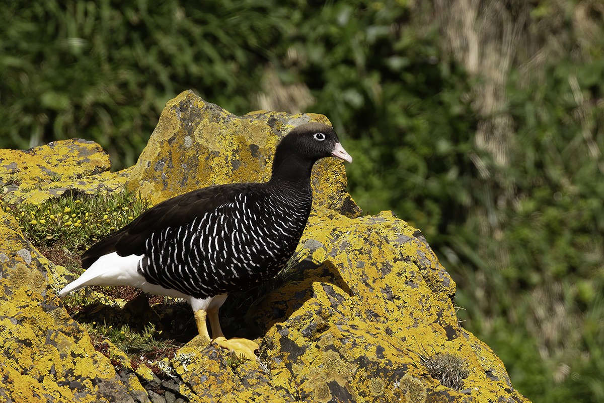 Kelp Goose - ML646187111