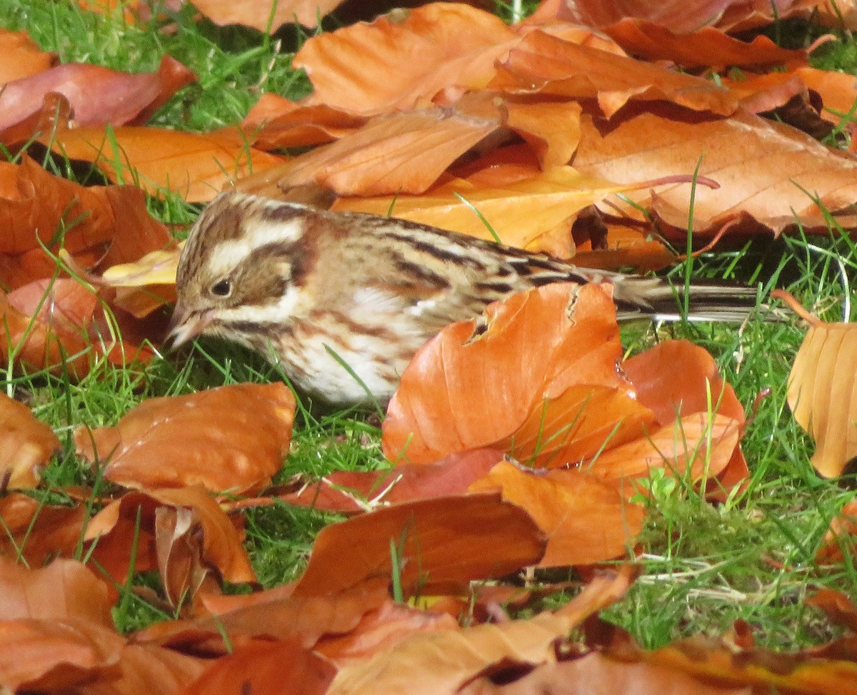 Rustic Bunting - ML646187114