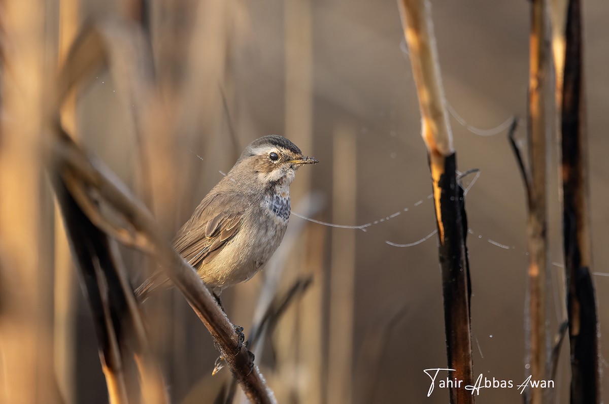 Bluethroat - ML646187120
