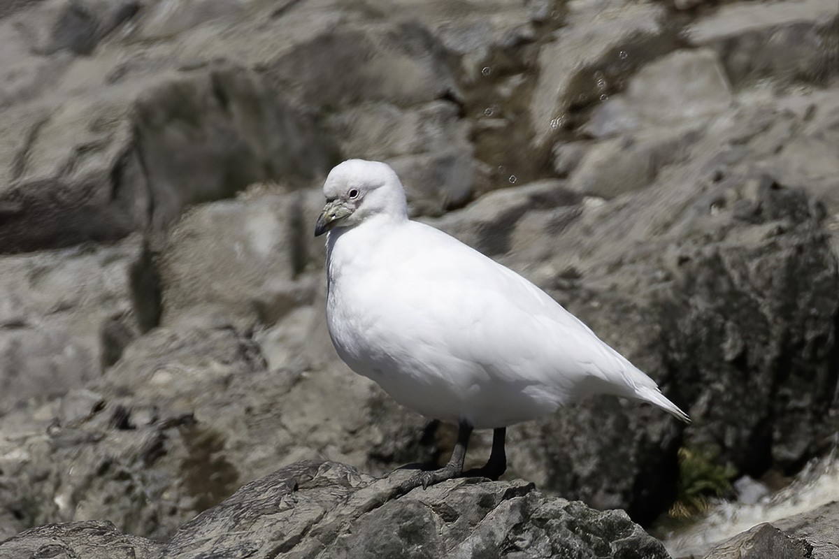 Snowy Sheathbill - ML646187122