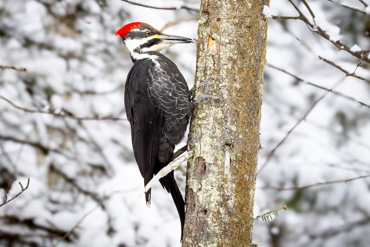 Pileated Woodpecker - ML646187123