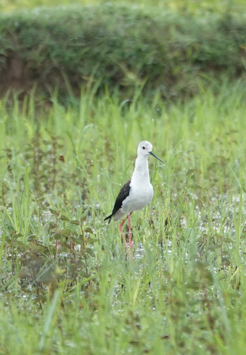 Zankaluze eurasiarra - ML646187130