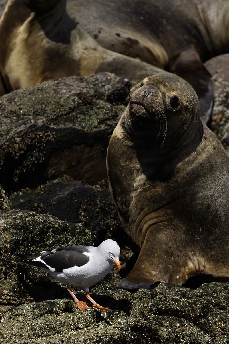 Dolphin Gull - ML646187131