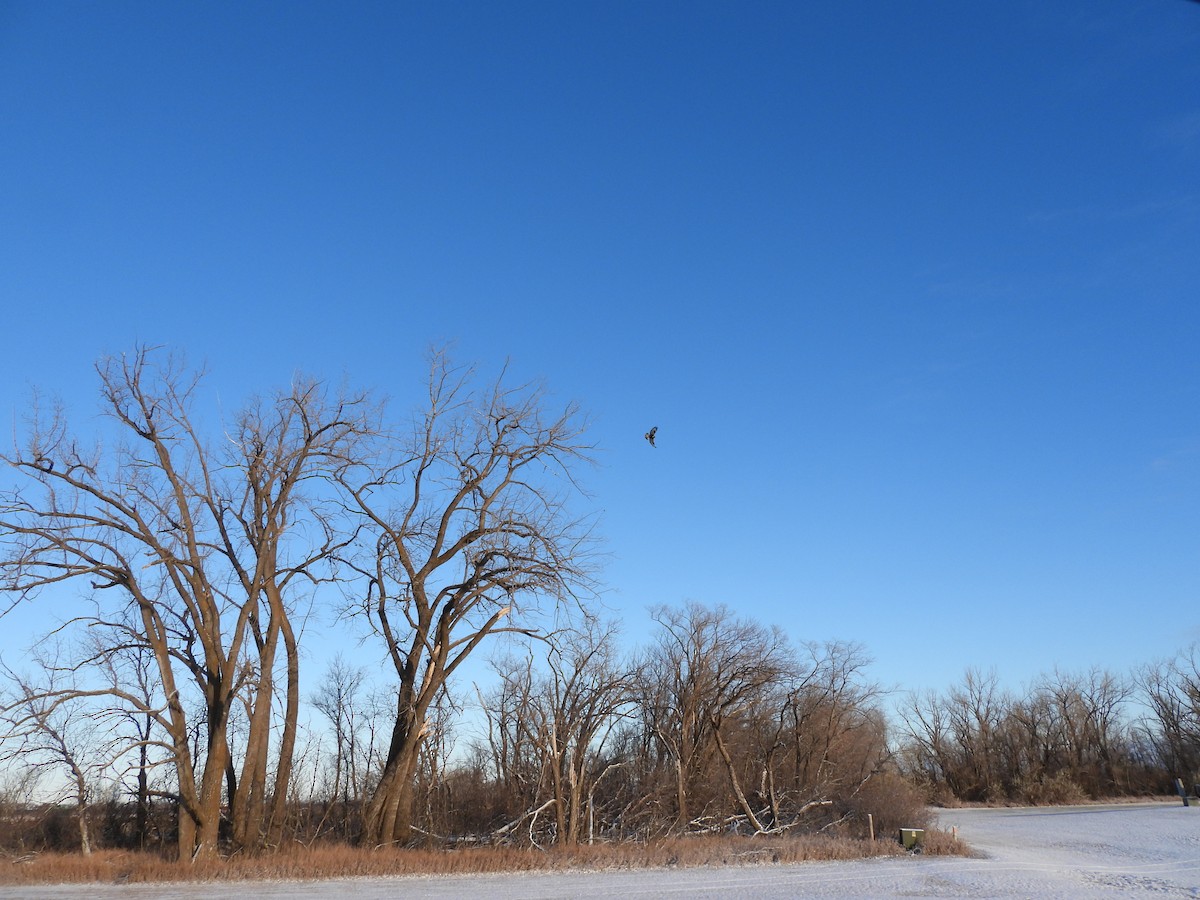 káně rousná - ML646187133