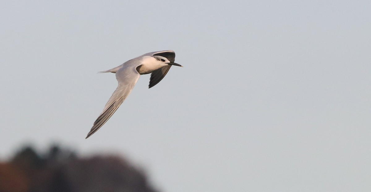 Sandwich Tern - ML646187134