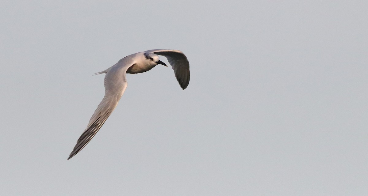 Sandwich Tern - ML646187135