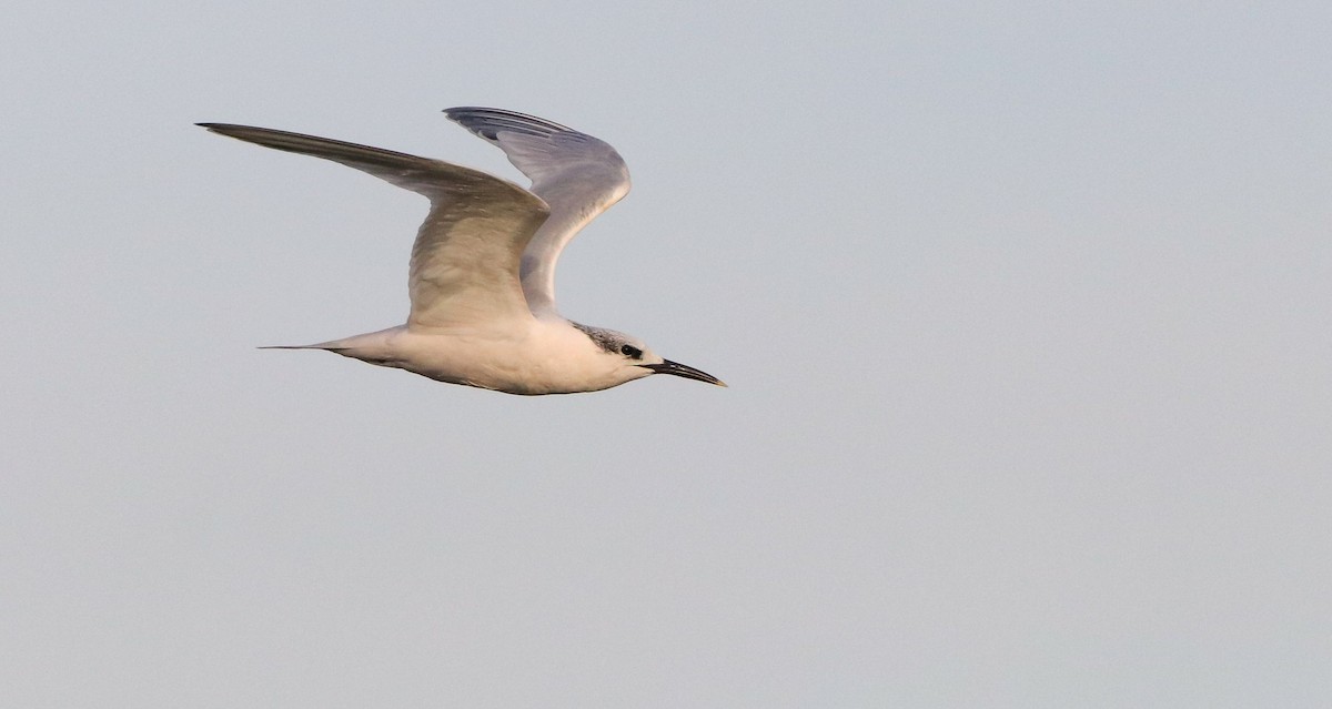 Sandwich Tern - ML646187136
