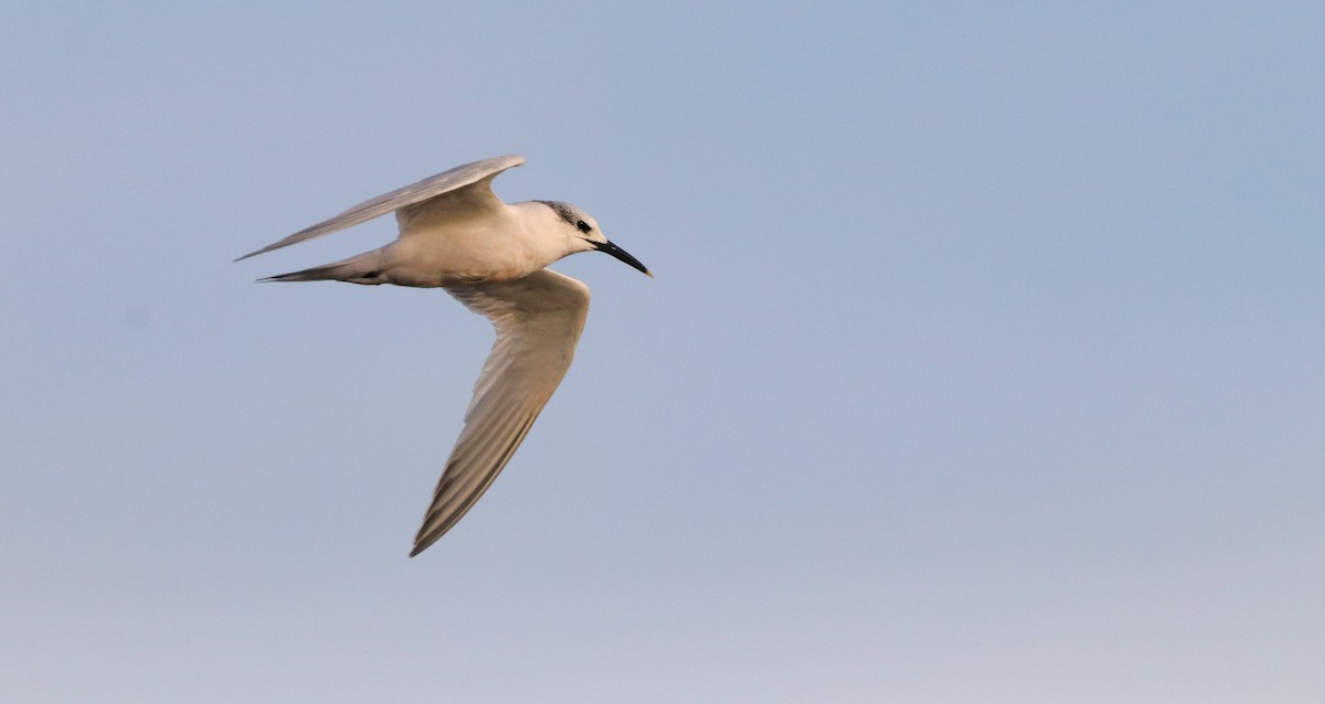 Sandwich Tern - ML646187138