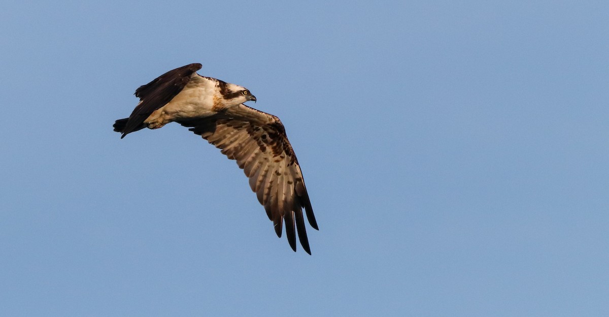 Загасч явлаг - ML646187145