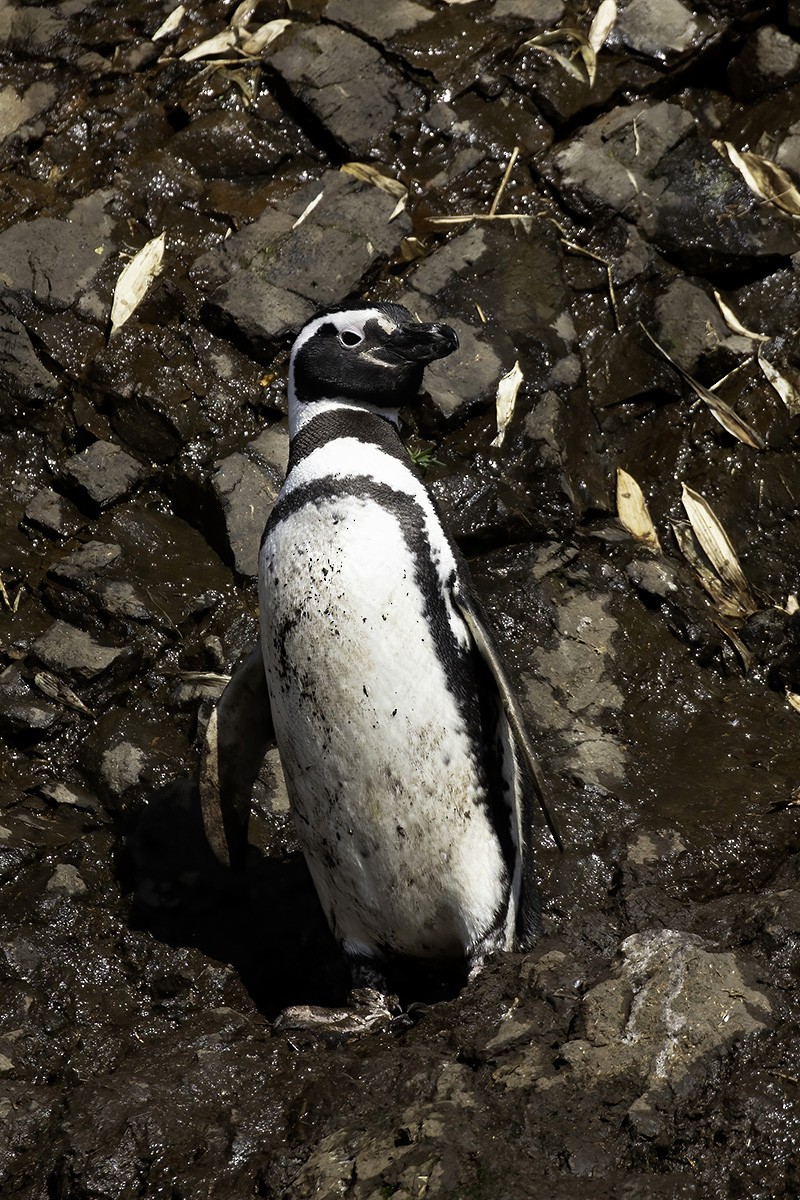 Magellanic Penguin - ML646187146