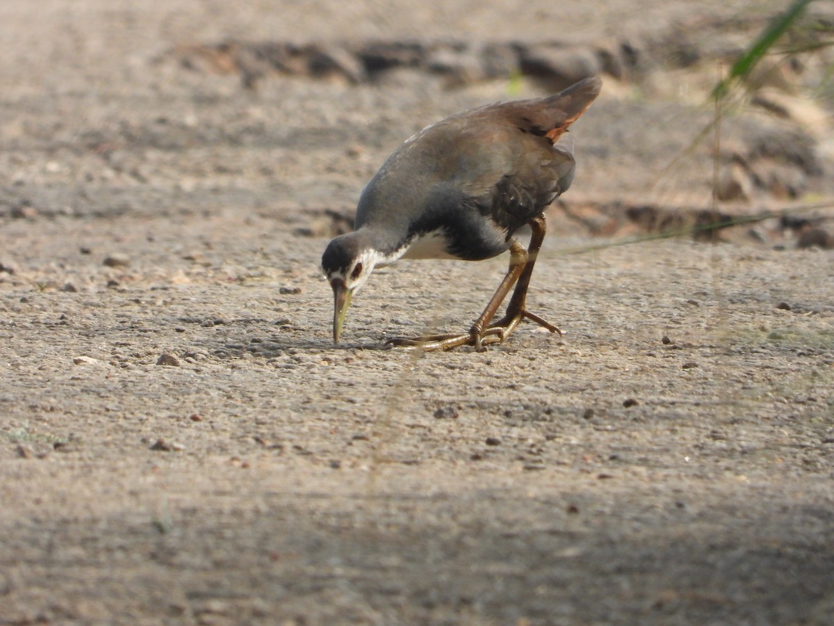 White-breasted Waterhen - ML646187150