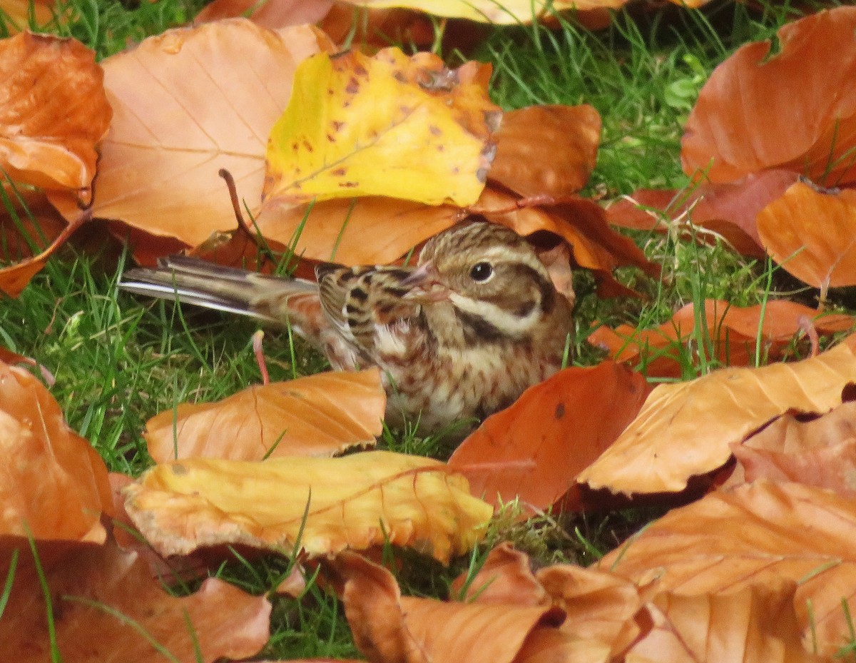 Rustic Bunting - ML646187151